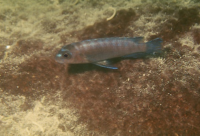 Tropheops kumwera 'Mazinzi Reef'